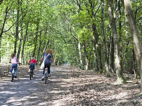 Center Parcs Het Meerdal - Camping Horst an der Maas - Image N°29