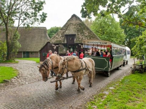 Landal Aelderholt - Camping Coevorden - Image N°2