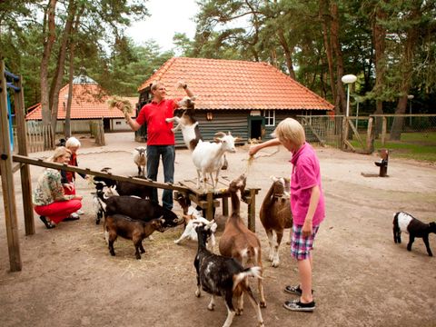 Landal Het Vennenbos - Camping Bladel - Image N°41