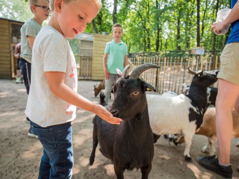 Landal Rabbit Hill - Camping Apeldoorn - Image N°21