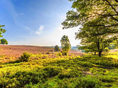 Landal Rabbit Hill - Camping Apeldoorn - Image N°31