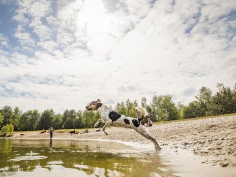 Landal Twenhaarsveld - Camping Rijssen-Holten - Image N°2