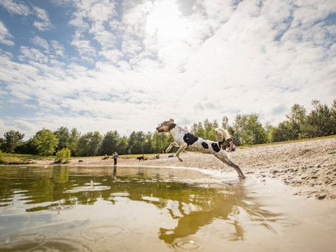 Landal Twenhaarsveld - Camping Rijssen-Holten - Image N°2