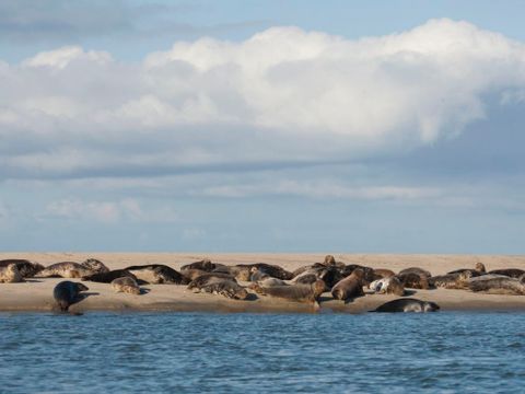 Landal Ameland State - Camping Ameland - Image N°22