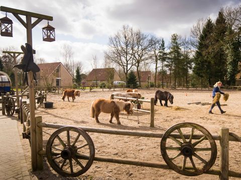 Landal Het Land van Bartje - Camping Borger-Odoorn - Image N°28