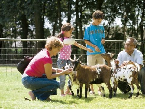 Landal Kasteeldomein De Cauberg - Camping Valkenburg an der Geul - Image N°24