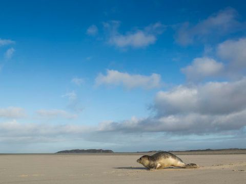 Landal Sluftervallei - Camping Texel - Image N°24