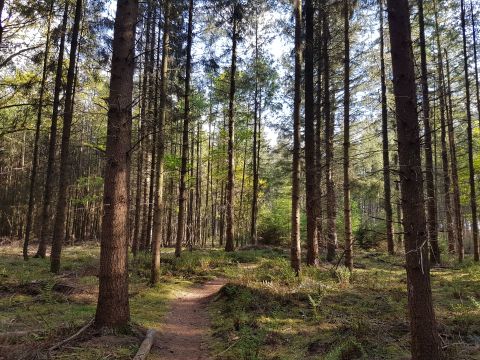 De Lente van Drenthe - Camping Pays-Bas - Image N°38