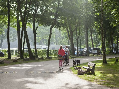 Oostappen park De Berckt - Camping Peel en Maas - Image N°40