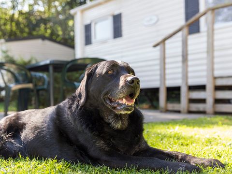 Oostappen park De Berckt - Camping Peel en Maas - Image N°28