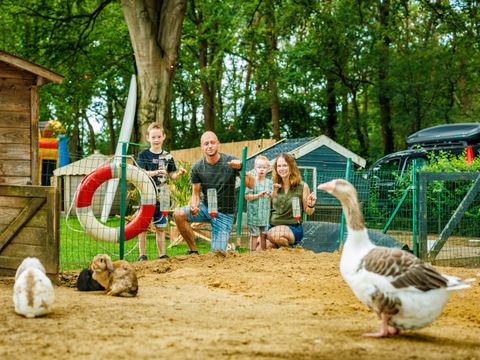 Vakantiepark De Luttenberg - Camping Raalte - Afbeelding N°3