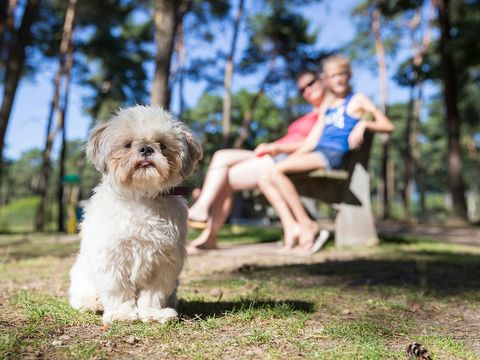 Oostappen park Arnhem - Camping Arnhem - Image N°42