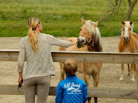 Vakantiepark Het Grootslag - Camping Hollands Kroon - Image N°12