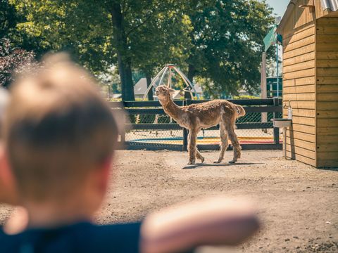 EuroParcs Limburg - Camping Echt-Susteren - Image N°12