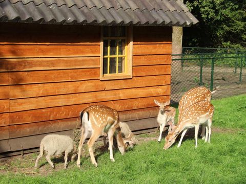 Molecaten Park De Leemkule - Camping Hattem - Image N°24