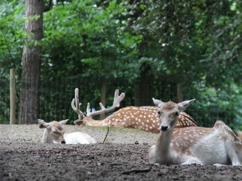 Molecaten Park Landgoed Ginkelduin - Camping Utrecht - Image N°25