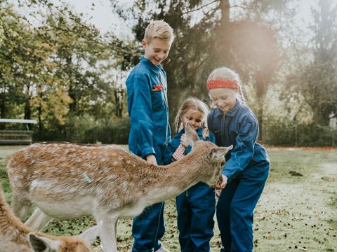 Vakantiepark Dierenbos - Camping Meierijstad - Image N°10