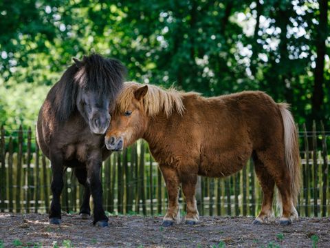 Vakantiepark Dierenbos - Camping Meierijstad - Image N°20