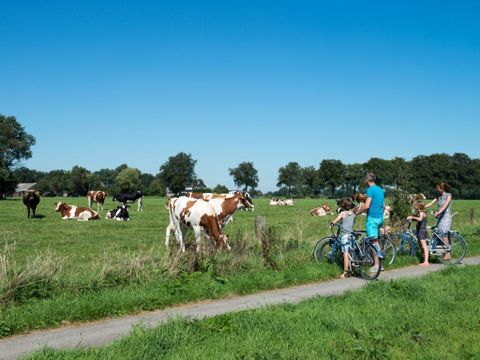 Landal Landgoed De Elsgraven - Camping Wierden - Image N°25