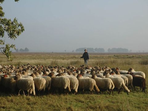 Summio Buitenplaats de Marke van Ruinen - Camping De Wolden - Image N°8