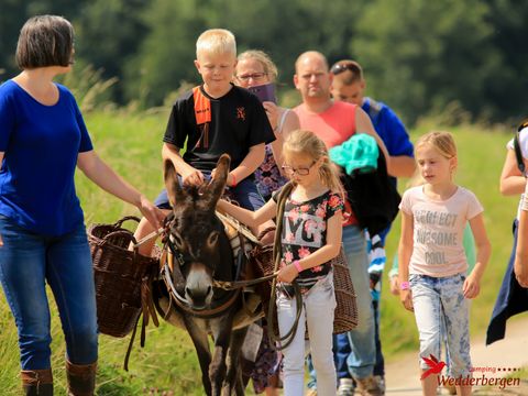 Camping Wedderbergen - Camping Westerwolde - Image N°43