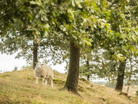 Landal Hunerwold State - Camping Westerveld - Image N°29