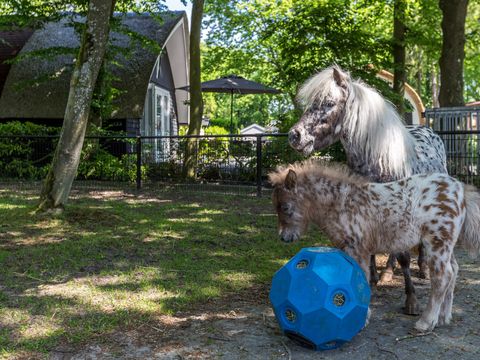 Residence De Eese - Camping Steenwijkerland - Image N°2