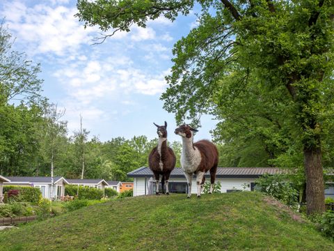 Residence De Eese - Camping Steenwijkerland - Image N°8