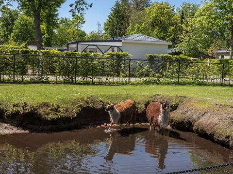 Residence De Eese - Camping Steenwijkerland - Image N°17