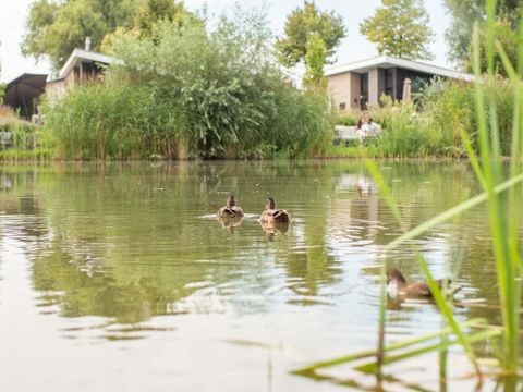 TopParken Recreatiepark Het Esmeer - Camping Zaltbommel - Image N°10