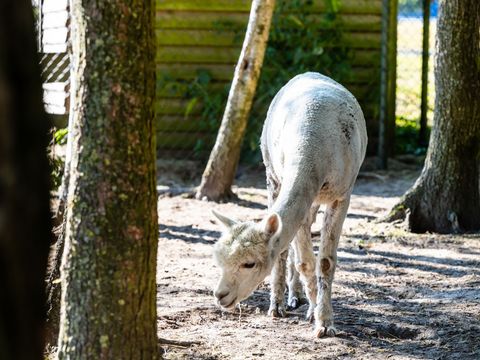 Recreatiecentrum Bergumermeer - Camping Tietjerksteradeel - Image N°21