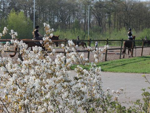 Horsetellerie Rheezerveen - Camping Hardenberg - Image N°18