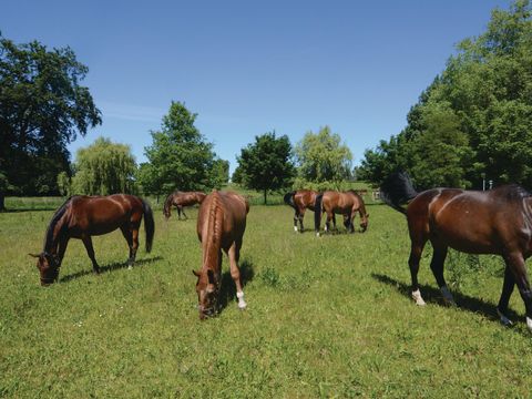 Novasol Ferienpark Hohendorf - Camping Mecklenburg-Voor-Pommeren - Image N°62