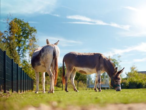 Center Parcs Park Allgäu - Camping Bade-Wurtemberg - Image N°70