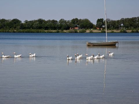 Maaspark Boschmolenplas - Camping Maasgouw - Image N°22