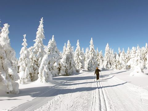 PanoramaPark St. Andreasberg - Camping Basse-saxe - Image N°88