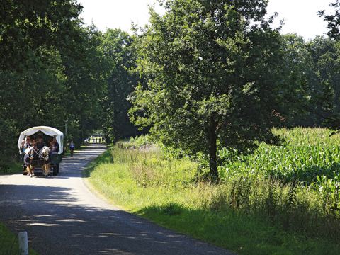 Vakantiepark De Lindenberg - Camping Rijssen-holten - Image N°21