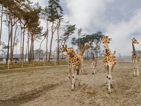 Safari Resort Beekse Bergen - Camping Hilvarenbeek - Image N°10