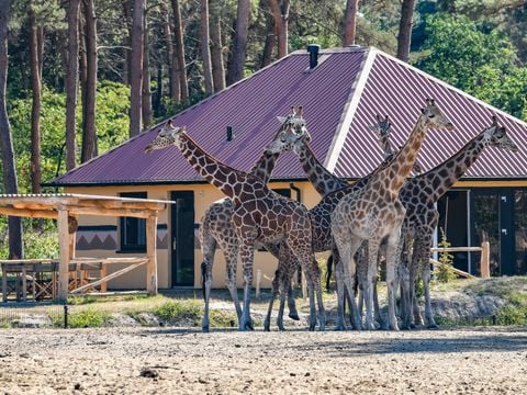 Safari Resort Beekse Bergen - Camping Hilvarenbeek - Afbeelding N°0