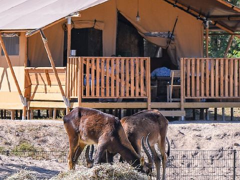 Safari Resort Beekse Bergen - Camping Hilvarenbeek - Afbeelding N°0