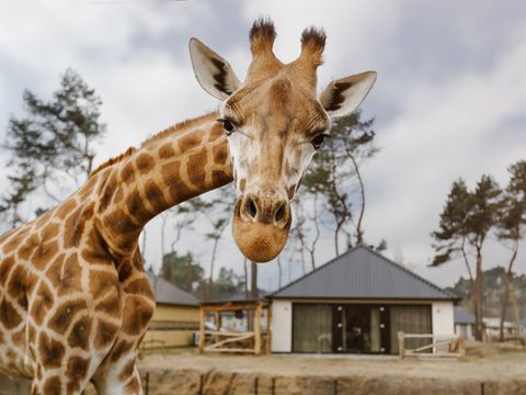 Safari Resort Beekse Bergen - Camping Hilvarenbeek - Image N°4