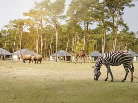 Safari Resort Beekse Bergen - Camping Hilvarenbeek - Image N°18