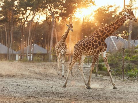 Safari Resort Beekse Bergen - Camping Hilvarenbeek - Image N°9