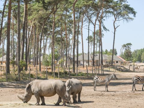 Safari Resort Beekse Bergen - Camping Hilvarenbeek - Image N°17