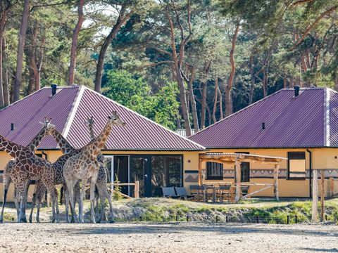 Safari Resort Beekse Bergen - Camping Hilvarenbeek - Image N°8