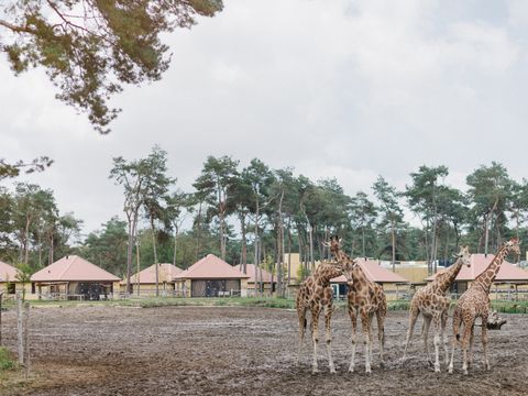 Safari Resort Beekse Bergen - Camping Hilvarenbeek - Image N°14