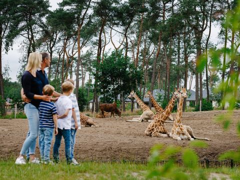 Safari Resort Beekse Bergen - Camping Hilvarenbeek - Image N°12