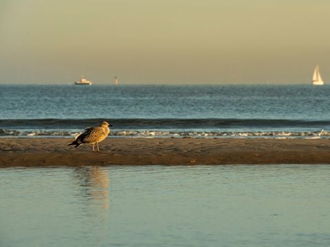 Verblijfpark Beachside - Camping West-Vlaanderen - Image N°54