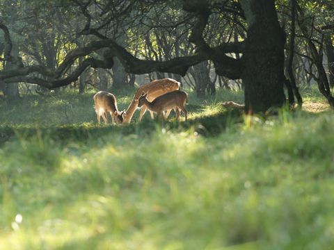 Vakantiepark Duinrust - Camping Noordwijk - Image N°10