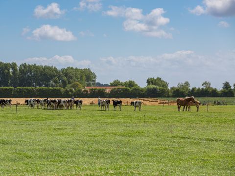 De Grote Geere - Camping Veere - Image N°2